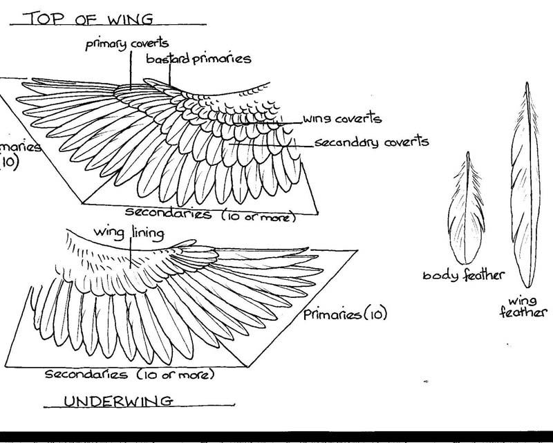 Copy of birds wing.jpg